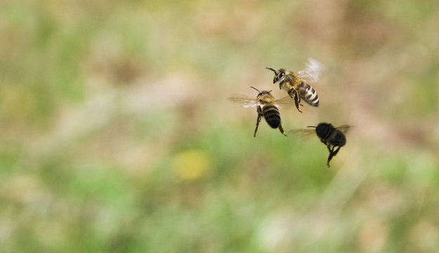 Bienen, Begegnung