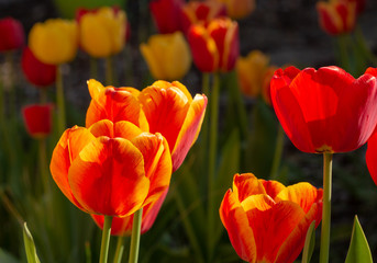 A tulip bed is illuminated by the morning, still low