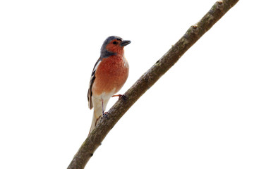 A robin with prey in its beak