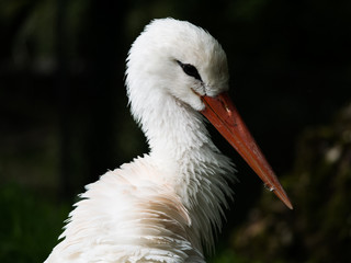 Weisser Storch, Portrait