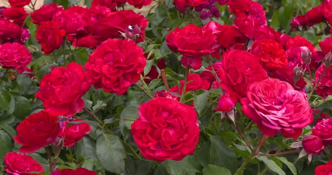 Rose bush red roses in bloom (out of rosenheim)