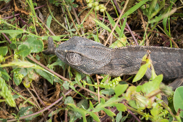 Common chameleon (Chamaeleo chamaeleon) in Mediterranean bush, above view. Horizontal
