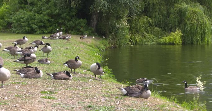 flock of geese, Canada goose - branta canadensis - at the edge of a pond