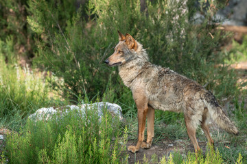 Entire Canis Lupus Signatus looking to the left in the bush