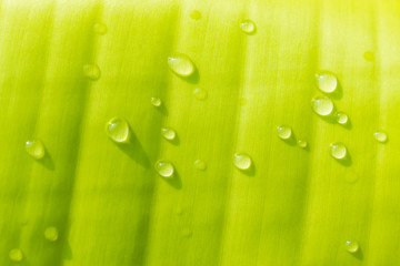 Banana leaf green