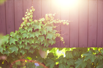 A green plant near a brown iron fence