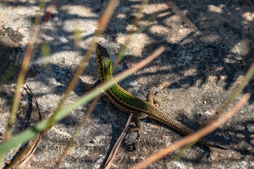 Lizard Escaping The Heat Of The Day in Gozo Island
