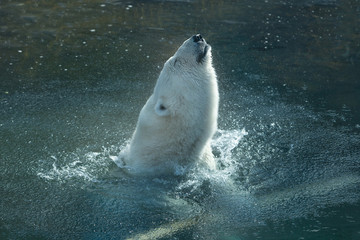 white polar bear bathes in the zoo