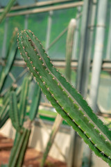 Selective focus close-up cactus thorn cactus texture