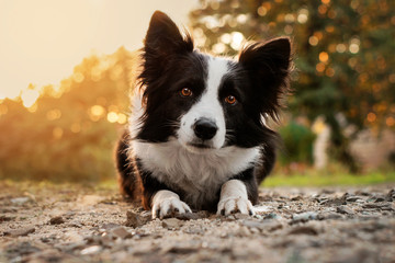 Fototapeta premium border collie dog beautiful portrait focus at sunrise in the sun