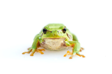 green european common frog Hyla meridionalis on white background