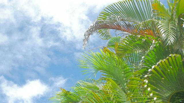 Close up of beautifl palm trees sunny moving
