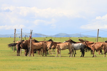 Fototapeta premium Mongolian horses on line