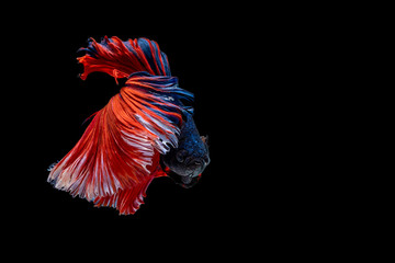 Obraz na płótnie Canvas Capture the moving moment beautiful multicolor tail of Siamese Betta Fish in thailand,Movement of Siamese fighting fish isolated on black background,Blue and red Half moon betta,Thailand