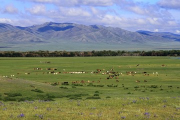 Fototapeta na wymiar Mongolian landscape with herds in valley