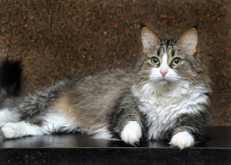 norwegian forest beautiful  cat