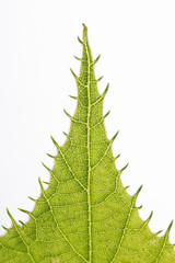 Laubblatt von einem Kiwibaum, Foliage leaf of a kiwi tree