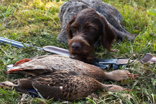 german wirehaired pointer and hunting trophy