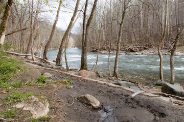 River Flowing Through Woods