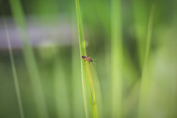 Insects and grasses
