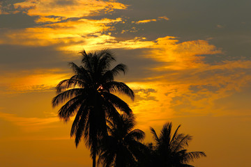 Obraz na płótnie Canvas Beautiful yellow sunset and palm silhouette