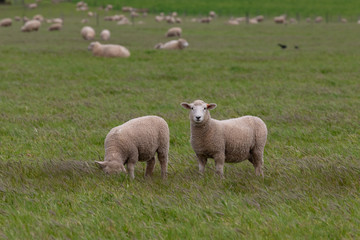 Obraz na płótnie Canvas sheep in field