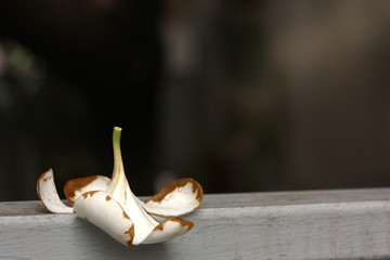 white flower selective focus on the wall