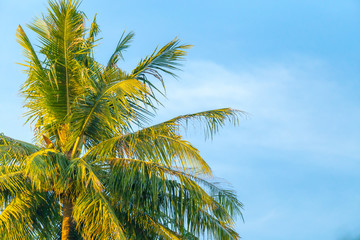 Fototapeta premium top of coconut tree