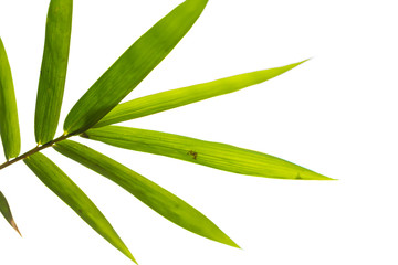 bamboo leaves isolated on white background