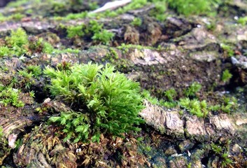 nature, travel, transport 