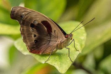 Edelfalter auf blatt