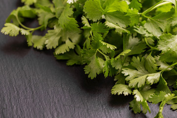 Bunch of green fresh organic cilantro on the gray slate background. Copyspace