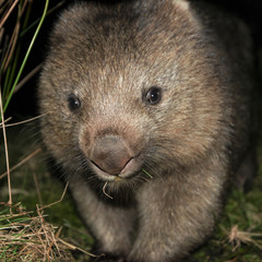 Large Australian wombat found outside at night.