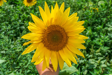 Beautiful sunflowers in the field natural background