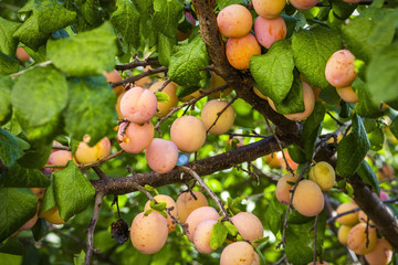 The yellow plum ripens on the tree.