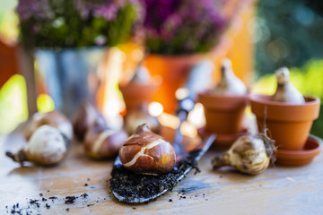 Bulbs of flowers ready for autumn planting.
