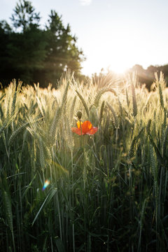 Coquelicot