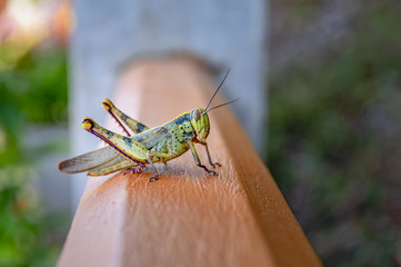 Big green locust on a wooden railing. Grasshopper macro photo.