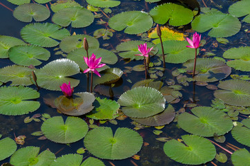 red lotus in lake.