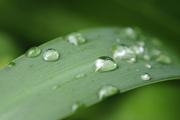 草の葉と雫