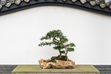 Bonsai tree on a table against white wall