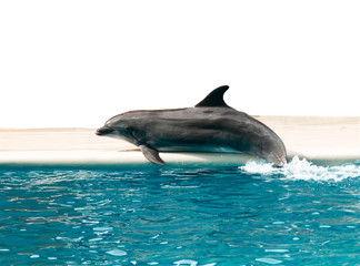 dolphin in the water on a white background