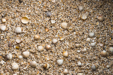 A lot of big and little seashells on a seashore. Seaside on a summertime. Textured surface. Background.