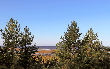 Fototapeta na wymiar Yagry in Severodvinsk. Unique pine forest. white sea coast. sea tide