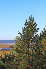 Yagry in Severodvinsk. Unique pine forest. white sea coast. sea tide
