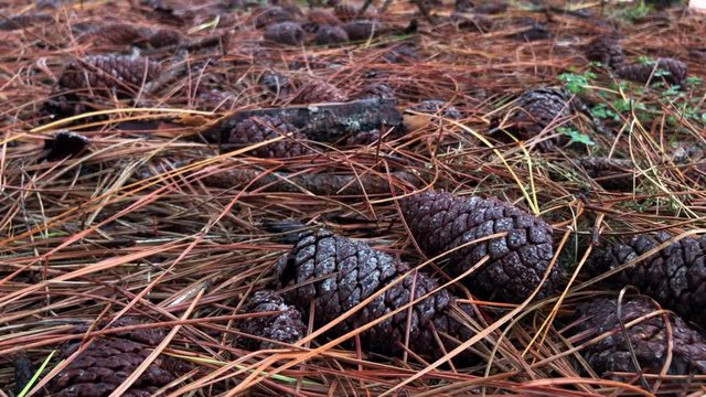 Close up of pine cones on ground brown red grass
