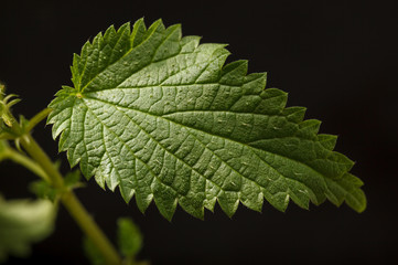 Stinging nettle leaf