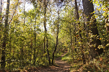 Yagry in Severodvinsk. Unique pine forest. white sea coast