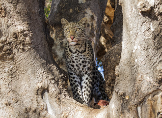 young leopard with kill