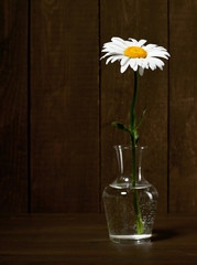 white chamomile flower in a vase on dark wood background